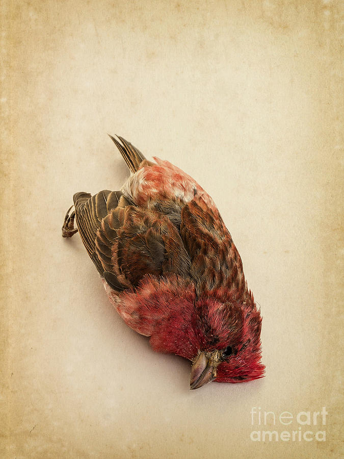 Nature Photograph - Death of the Innocent by Edward Fielding