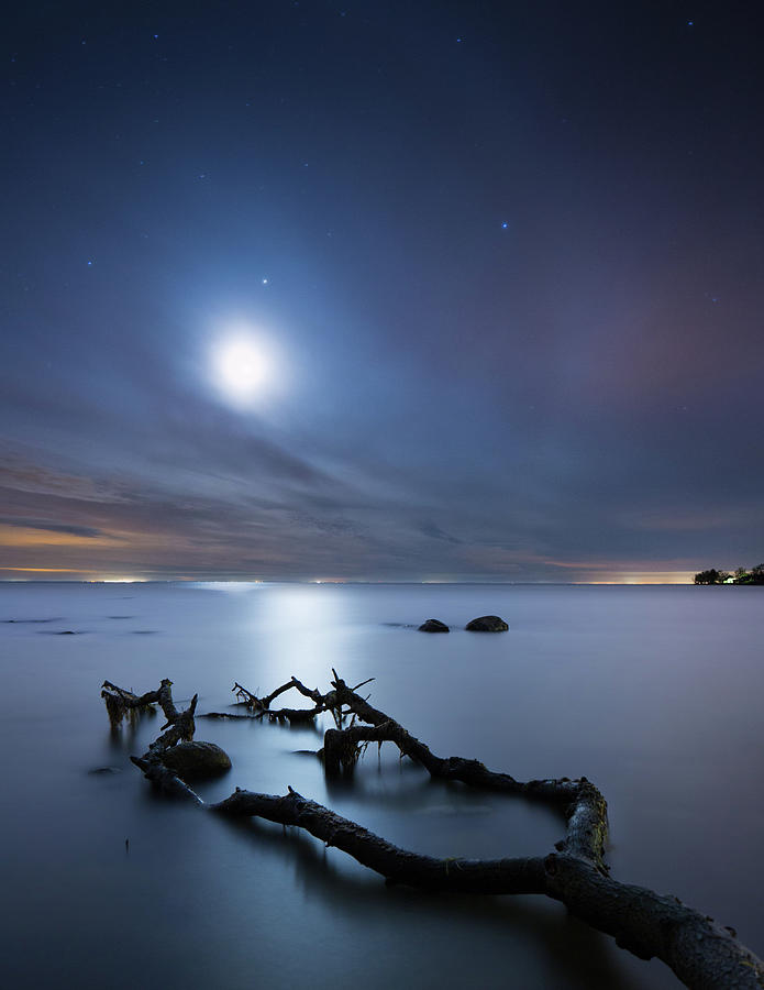 Death Tree In Moonlight At The Baltic Photograph by Spreephoto.de