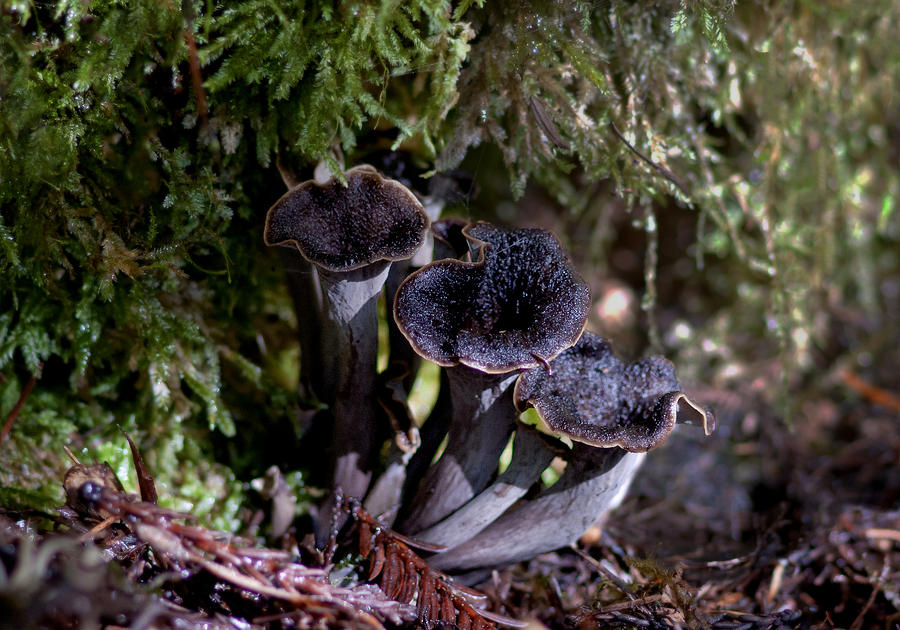 Death Trumpets Photograph by Betty Depee