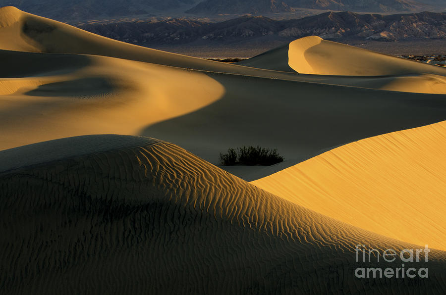 Death Valley California Gold 1 Photograph by Bob Christopher