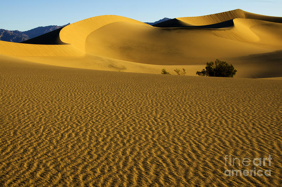 Death Valley National Park Photograph - Death Valley California Gold 3 by Bob Christopher