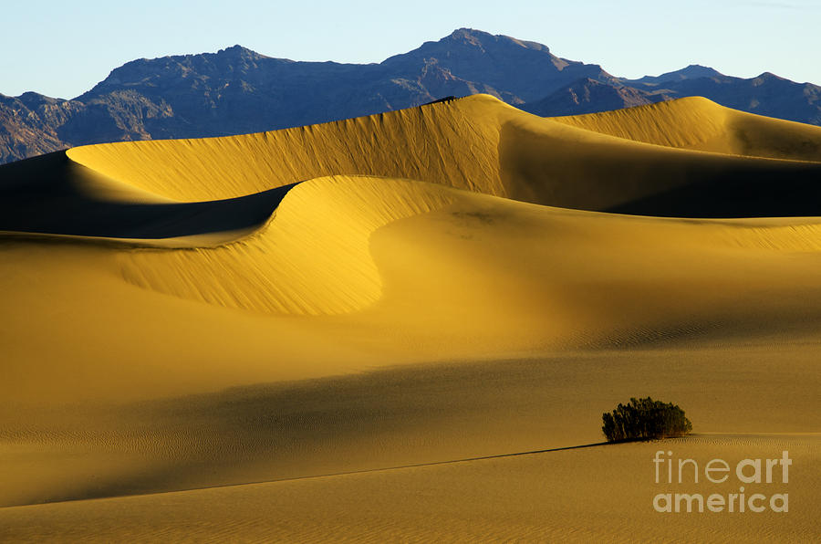 Death Valley National Park Photograph - Death Valley California Gold 6 by Bob Christopher
