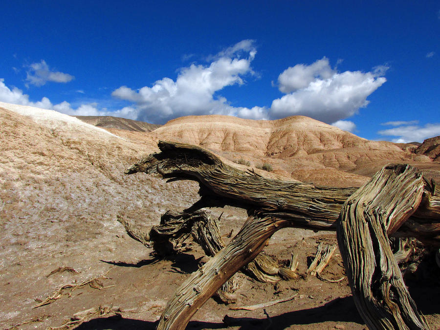 Death Valley Dead Wood Photograph by Jens Larsen