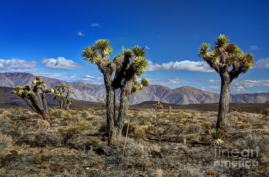 Death Valley Photograph by Marc Bittan