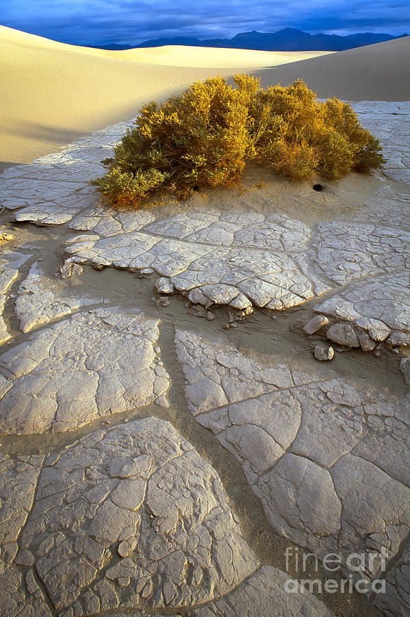 Nature Photograph - Death Valley Mudflat by Inge Johnsson