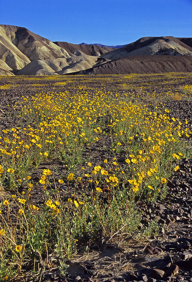 Death Valley Spring Photograph by Doug Davidson