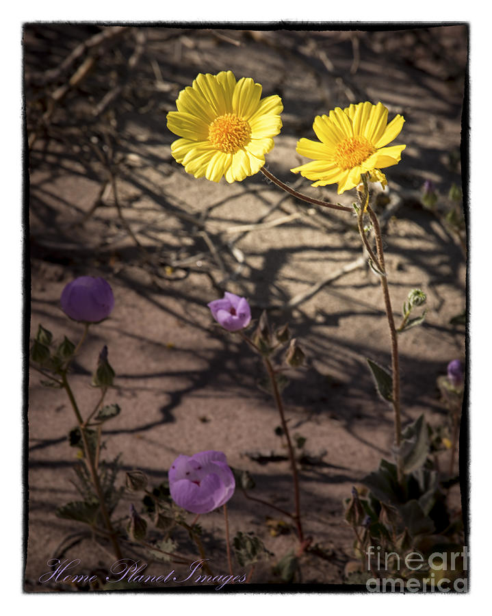 Death Valley Wildflowers Photograph by Janis Knight