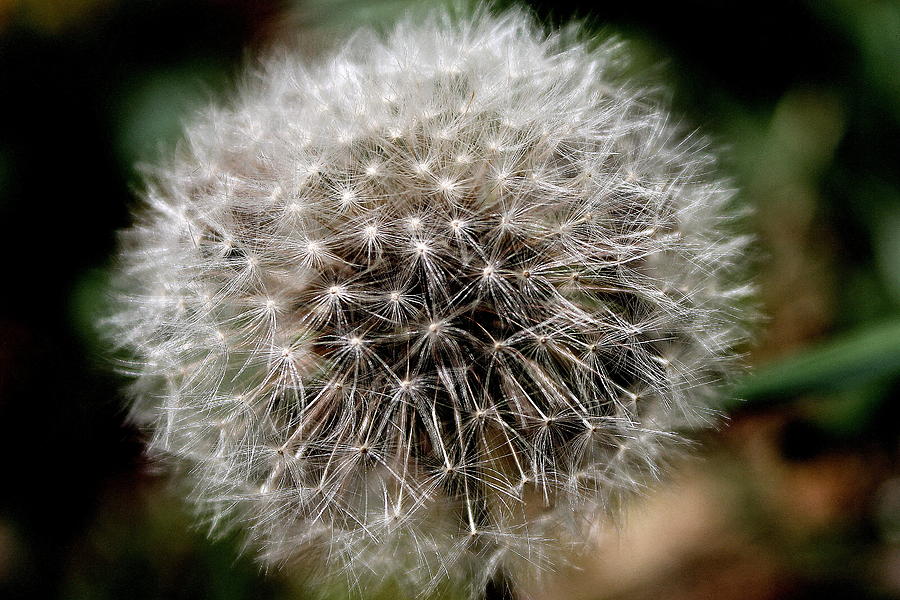 Dandelion Photograph - Deaths Beauty by Candice Trimble Dandelion Photograph - Deaths Beauty by Candice Trimble