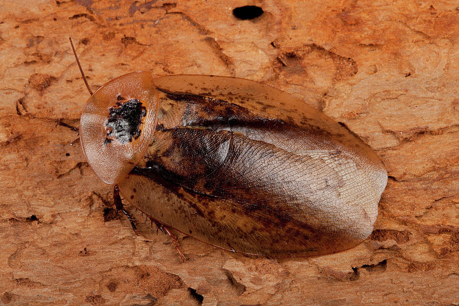 Deaths Head Cockroach Photograph by Pascal Goetgheluck/science Photo Library