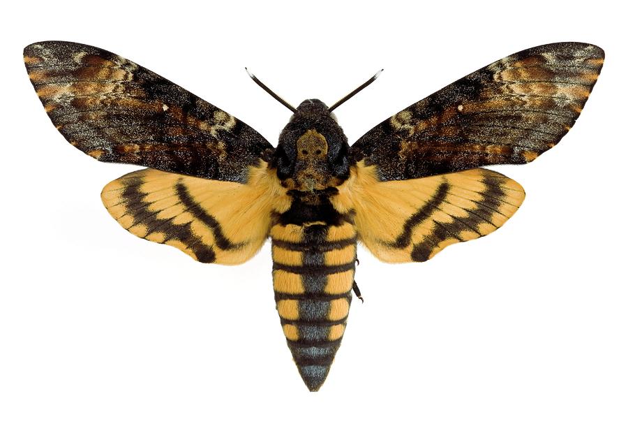 Deaths-head Hawk Moth Photograph by Pascal Goetgheluck/science Photo Library