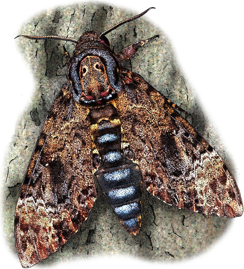 Deaths Head Hawkmoth Photograph by Roger Hall
