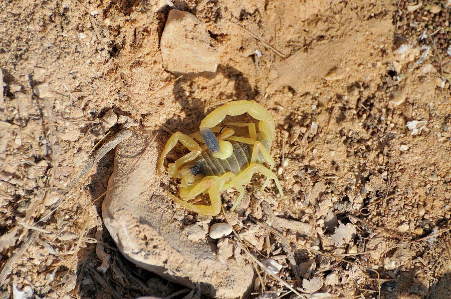 Deathstalker Scorpion Photograph by Photostock-israel/science Photo Library