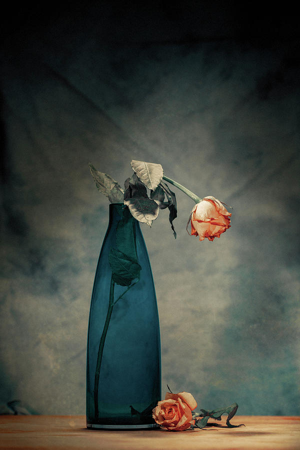Flower Photograph - Decay - Dying Rose by Howard Ashton-jones