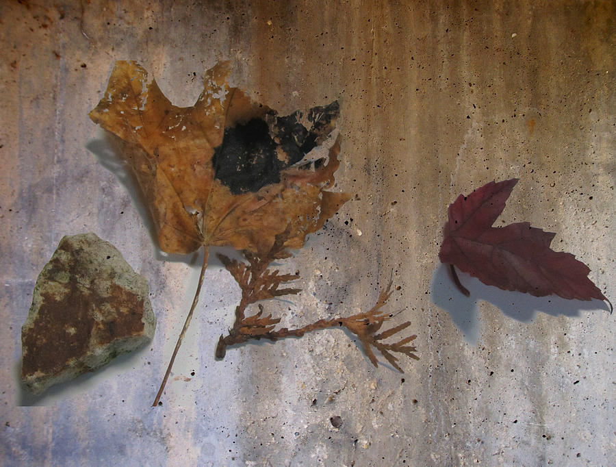 Nature Digital Art - Decayed Leaf Still Life on Concrete 1 by Anita Burgermeister