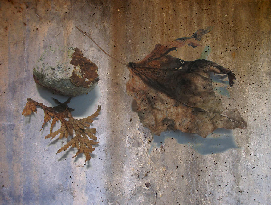 Decayed Leaf Still Life on Concrete 2 Digital Art by Anita Burgermeister