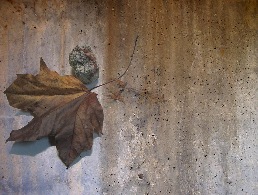 Decayed Leaf Still Life on Concrete 3 Digital Art by Anita Burgermeister