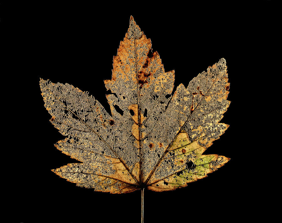 Nature Photograph - Decayed Norway Maple Leaf by Gilles Mermet
