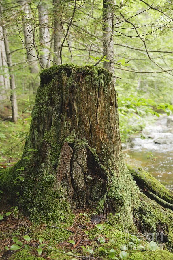 Mountain Photograph - Decaying Tree Stump - White Mountains New Hampshire  by Erin Paul Donovan