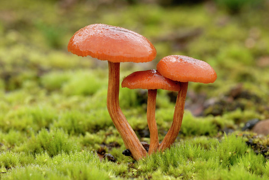 Nature Photograph - Deceiver Fungi (laccaria Laccata) by Nigel Downer