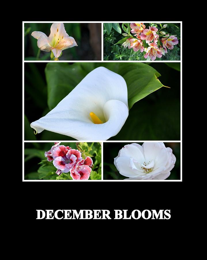 December Blooms Photograph by AJ  Schibig