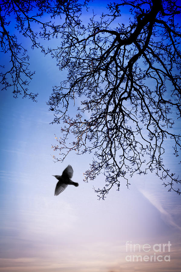 Bird Photograph - December Chill by Jan Bickerton