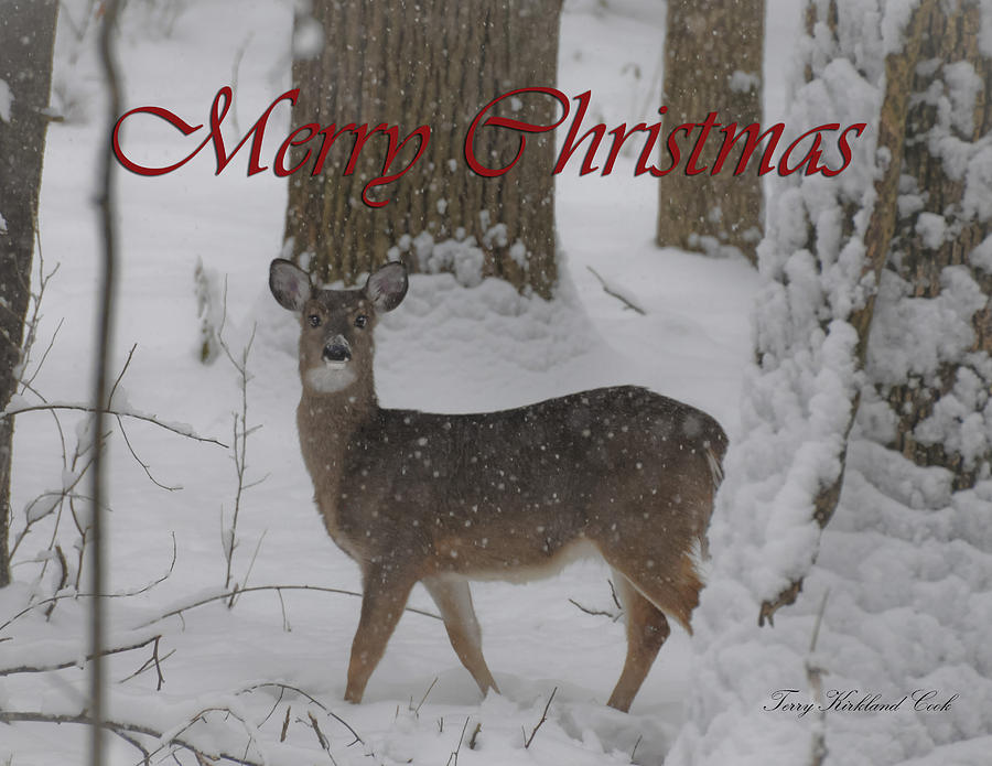 December Deer Christmas Photograph by Terry Kirkland Cook