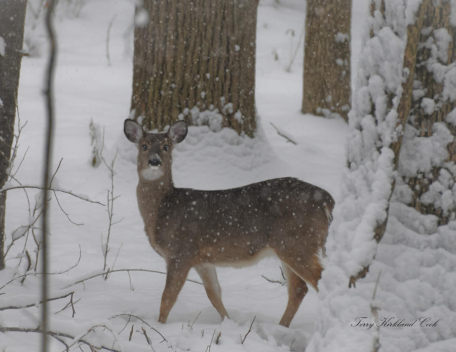 December Deer Photograph by Terry Kirkland Cook