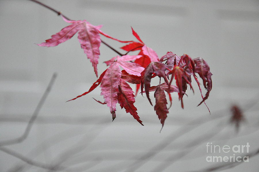 December Maple Photograph by Tatyana Searcy