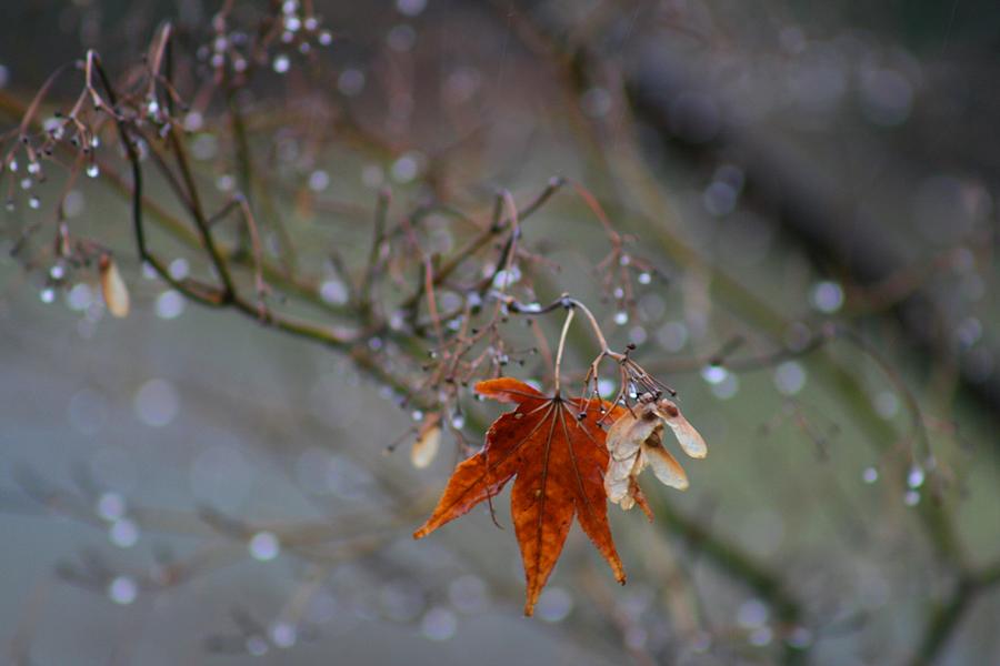 Nature Photograph - December Rain by Valia Bradshaw