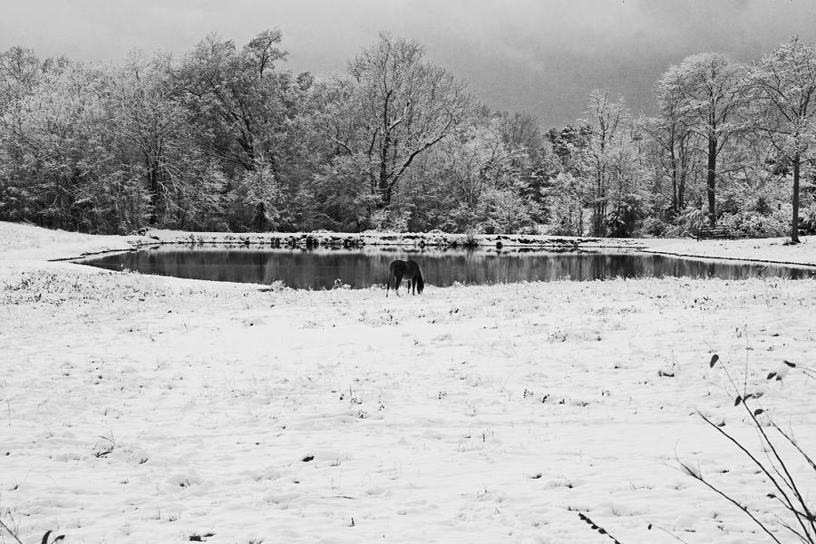 December Snow 006 B-W Photograph by Andy Lawless