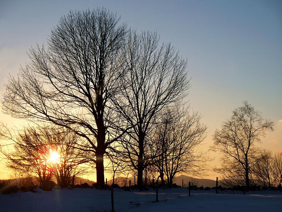 December Sundown Through The Trees Photograph by Joy Nichols