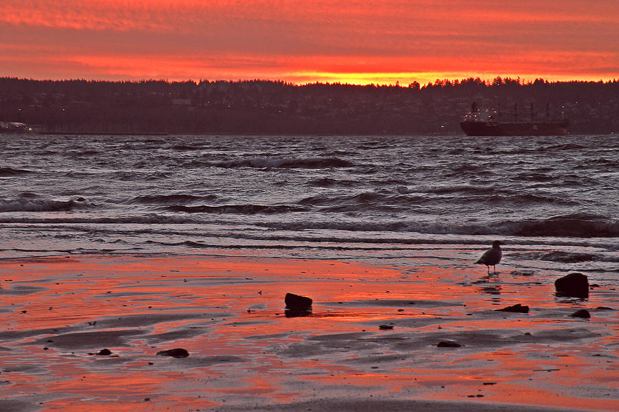 Seagull Photograph - December Sunset by Brian Chase