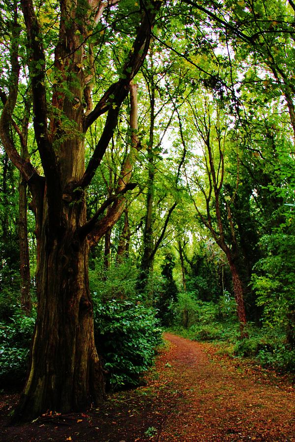 Deciduous European Forest Photograph By David Broome Pixels 7594