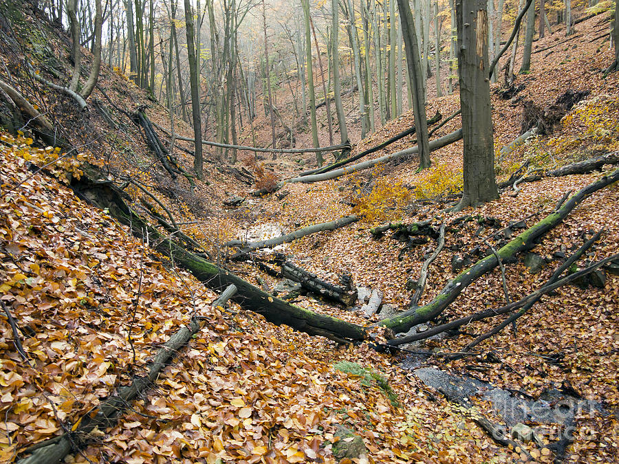 Fall Photograph - Deciduous Forest With Ravines by Michal Boubin
