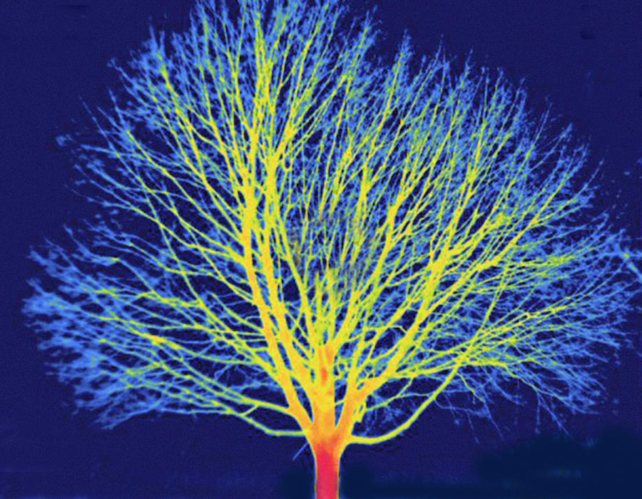 Deciduous Tree During Winter, Thermogram Photograph by Science Stock Photography