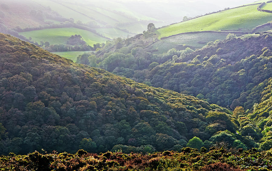Deciduous Woodland In Exmoor Photograph by Allan Baxter