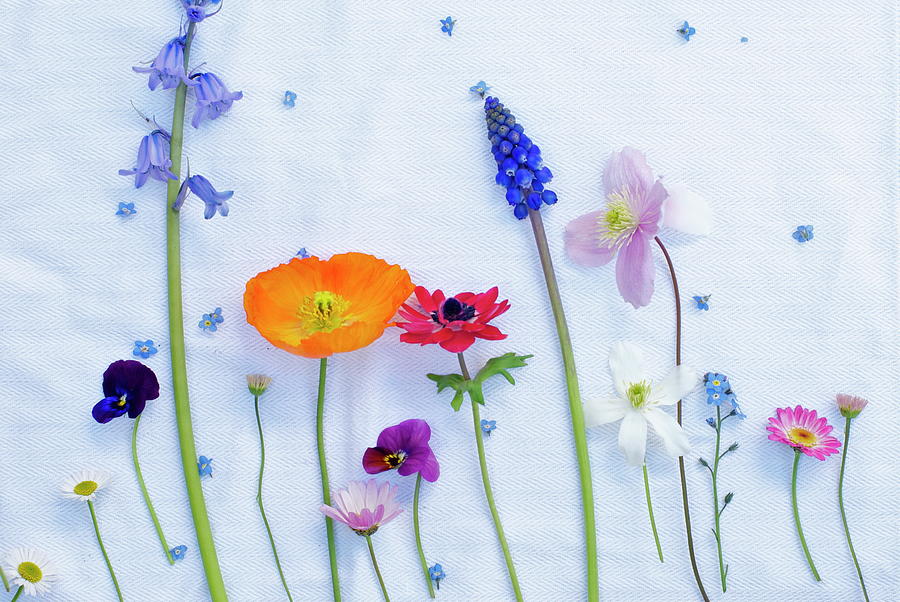 Deconstructed Posy Of Spring Flowers Photograph by Ally T