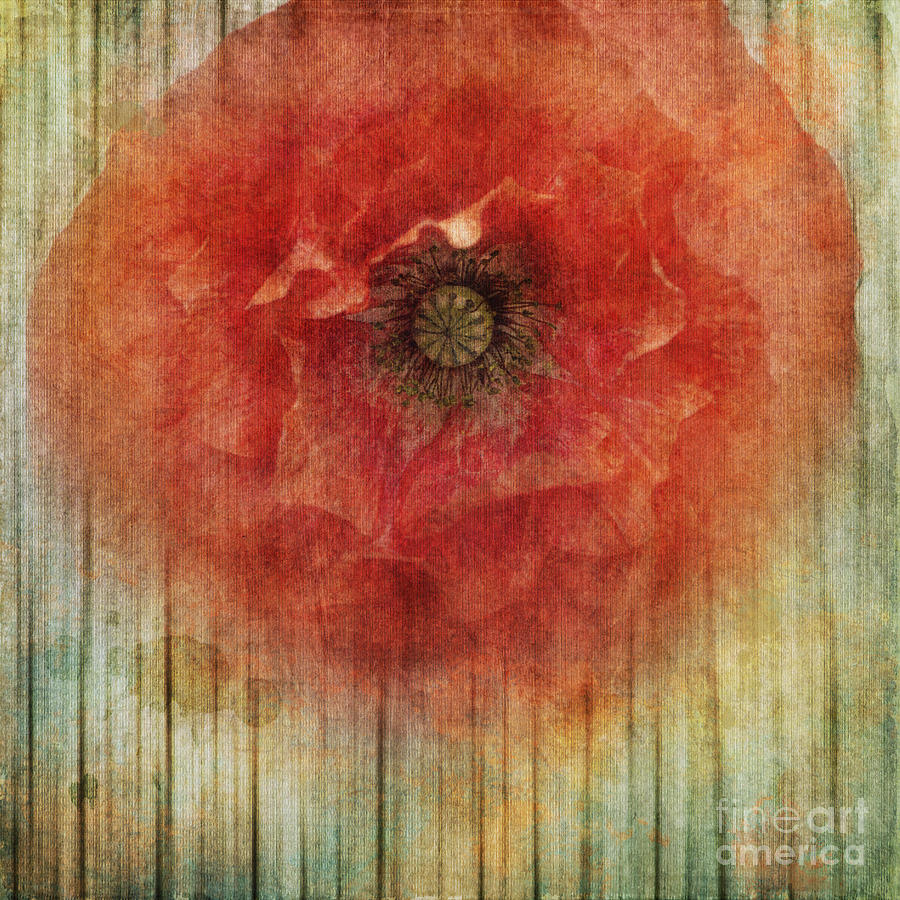 Poppy Photograph - Decor Poppy Blossom by Priska Wettstein