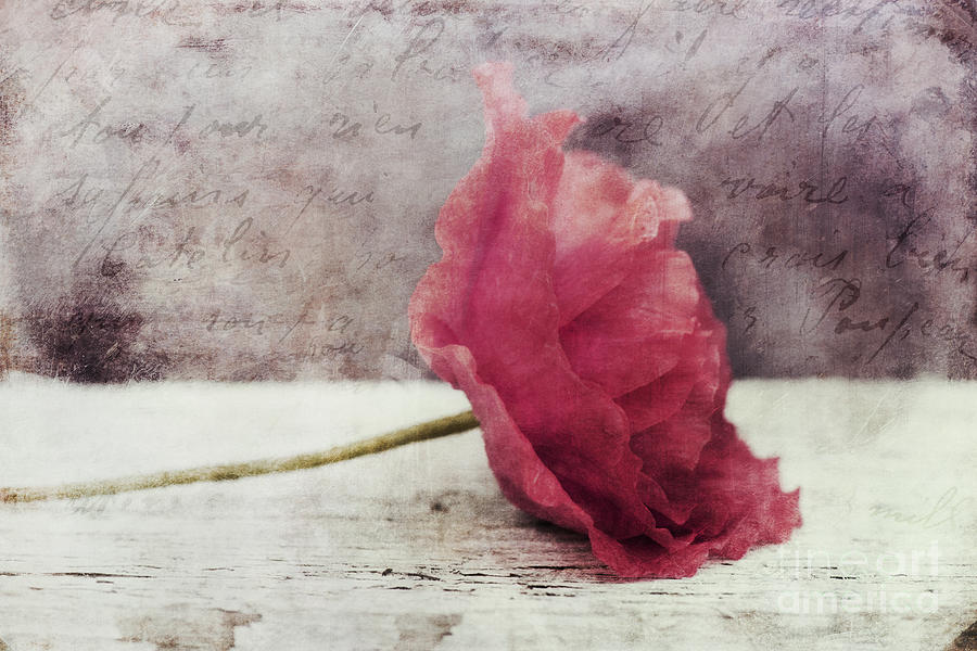Poppy Photograph - Decor Poppy Horizontal by Priska Wettstein