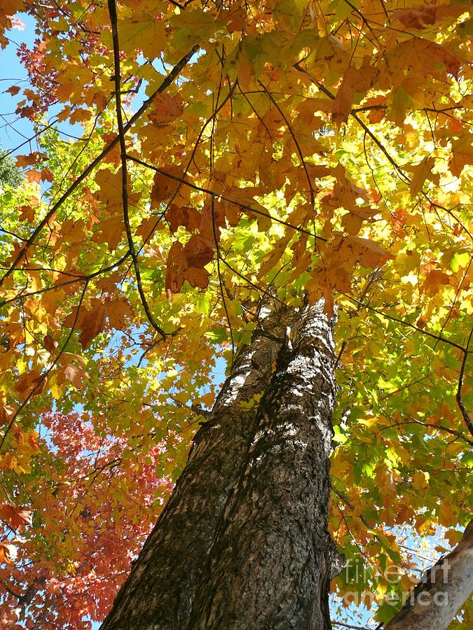 Decorated with color Photograph by Brenda Ketch - Fine Art America