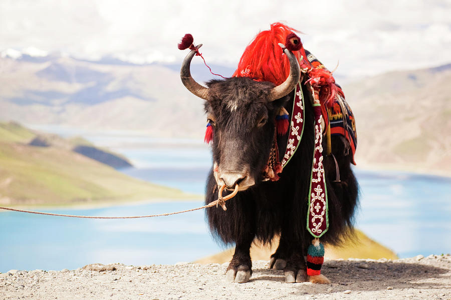 Nature Photograph - Decorated Yak At Gamta Pass by Merten Snijders