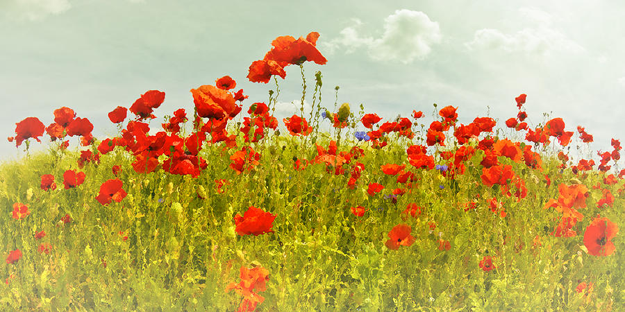 Decorative-Art Field of Red Poppies Photograph by Melanie Viola | Fine ...