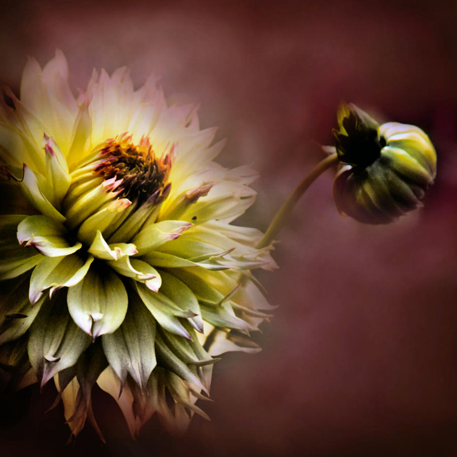 Decorative Dahlia and Bud Photograph by Sally Bauer