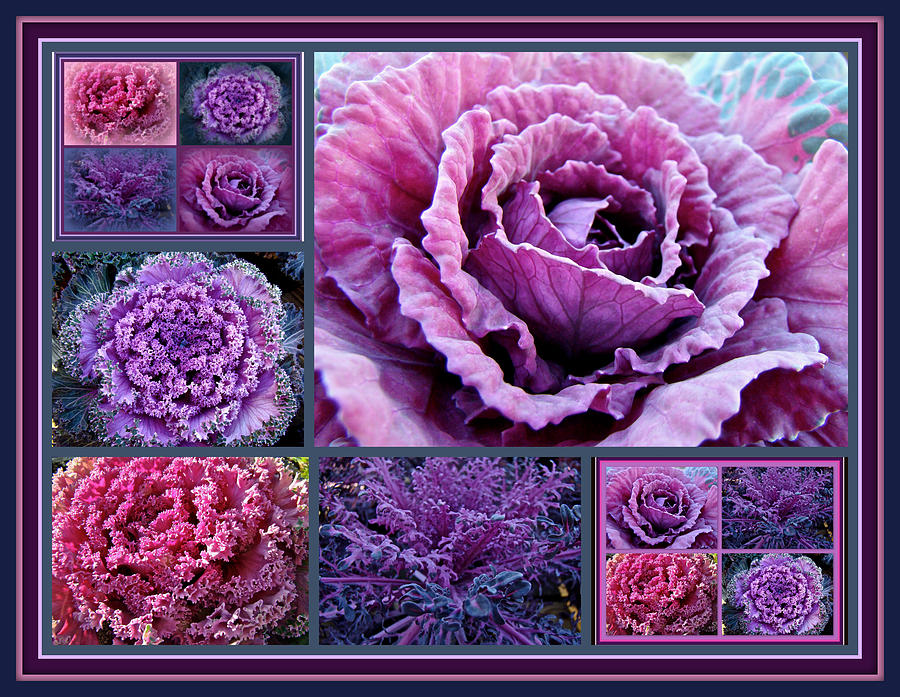 Decorative Fancy Kale Collage Photograph by Carol Senske