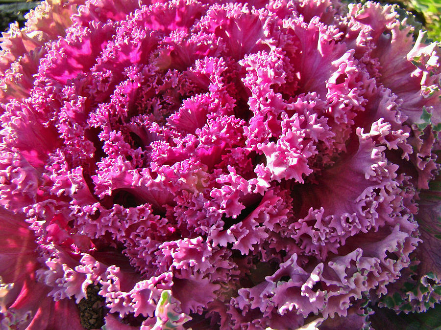 Decorative Fancy Pink Kale Photograph by Carol Senske
