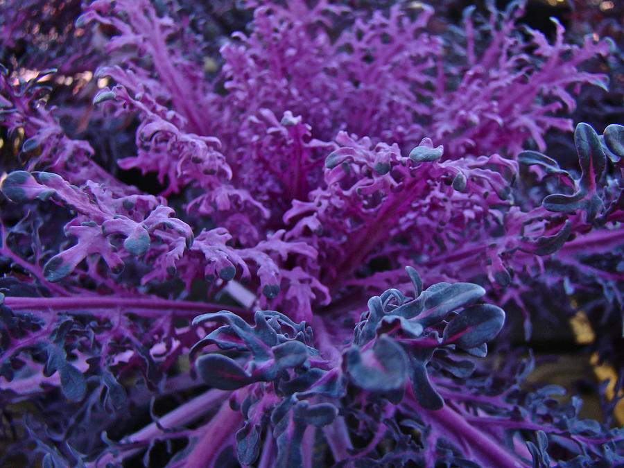 Decorative Fancy Purple Kale Photograph by Carol Senske