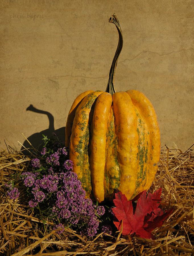 Decorative Gourd  Photograph by Chris Berry