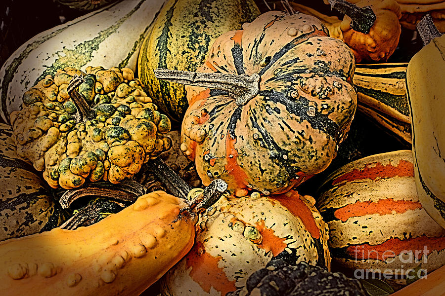 Decorative Gourds Photograph by Smilin Eyes Treasures