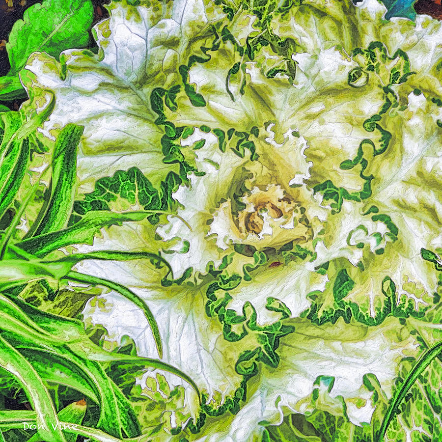 Decorative Kale Photograph by Don Vine