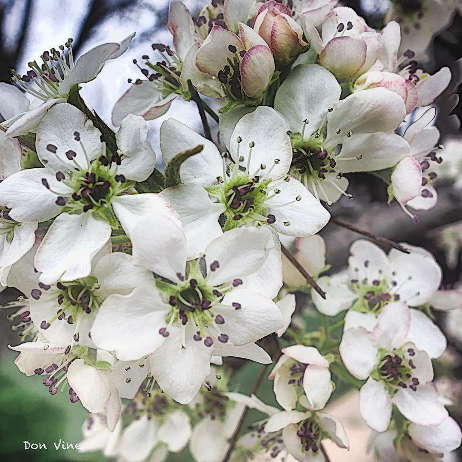 Decorative Pear Blossoms Photograph by Don Vine